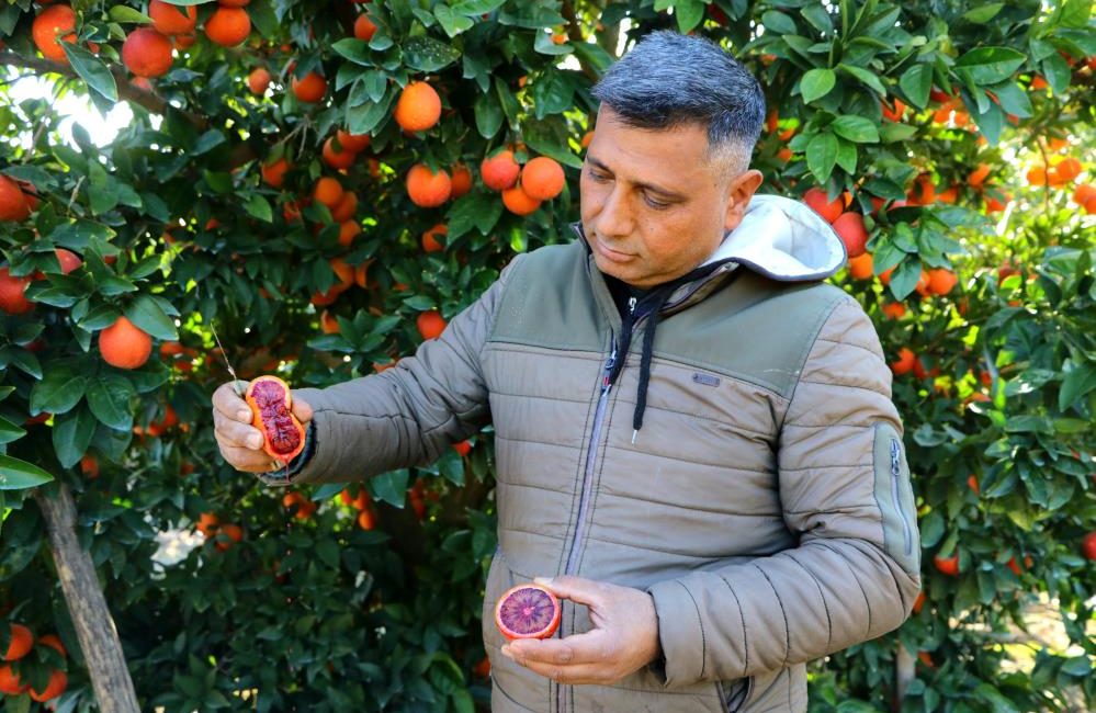 Türkiye’nin portakal ihtiyacının önemli